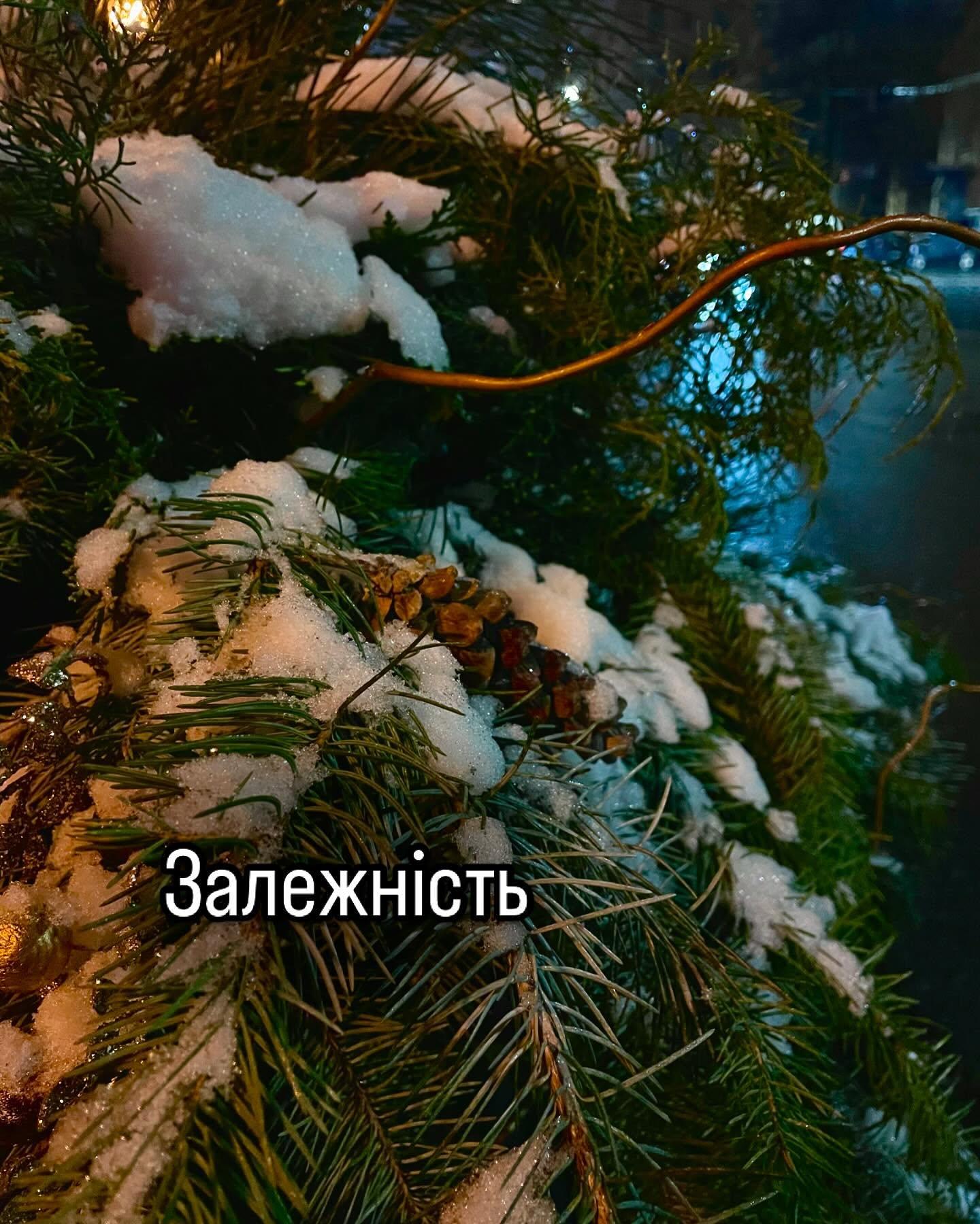 Засніжені ялинові гілки вночі, на них дріт гірлянди; напис «Залежність»