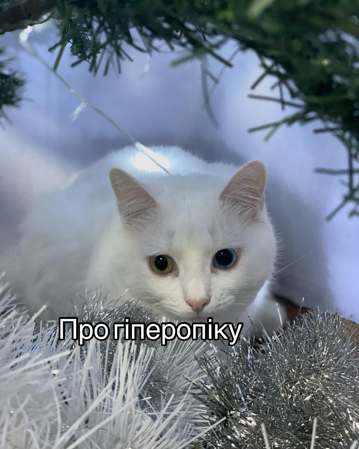 Білий кіт із різнокольоровими очима сидить серед ялинкових гілок і сріблястої мішури; напис «Про гіперопіку»